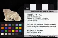 Foto (Objket + Etiketten) von Decapoda indet. 